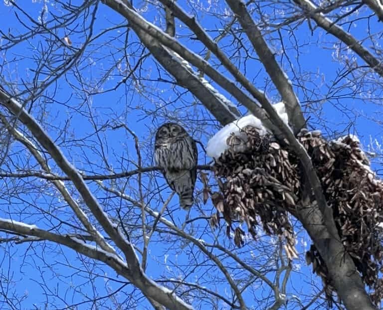 astrology owl scorpio